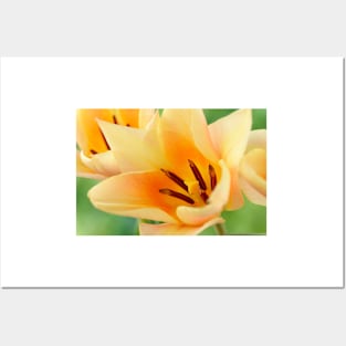 Tulipa  'Fur Elise'  Tulip  Greigii Group Posters and Art